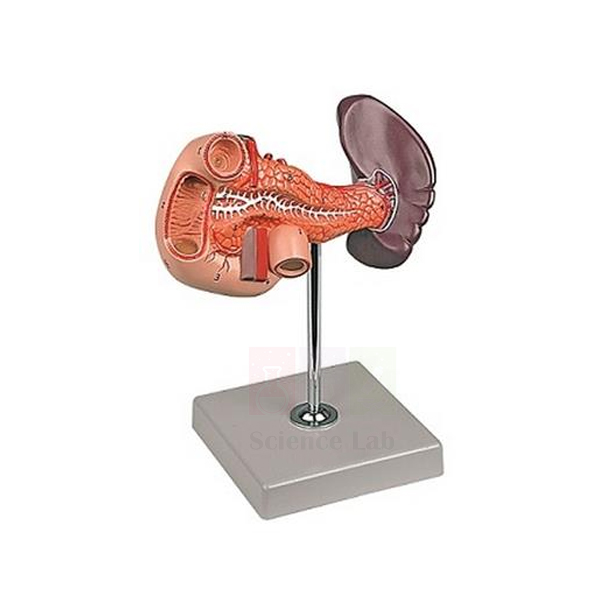 Human Spleen, Duodenum, and Pancreas Model